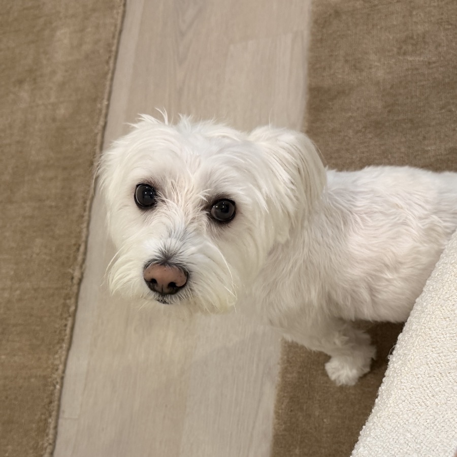 Rigo, my small white dog, looking up at the camera on a striped rug.